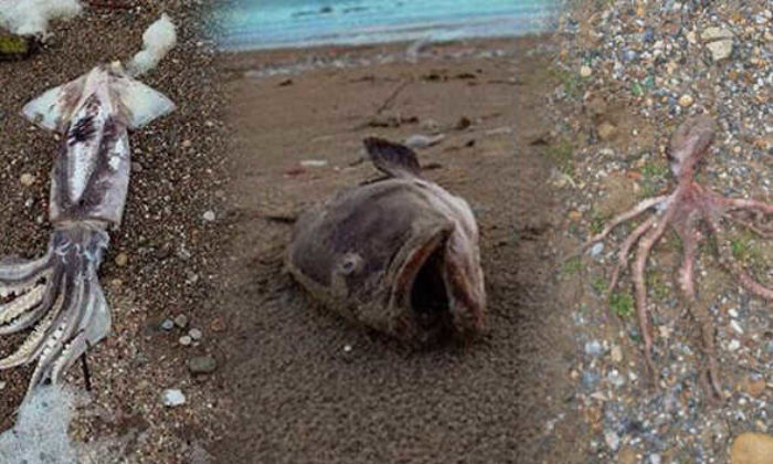 Antalya’da hortum sonrası yürek burkan görüntüler!