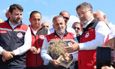 Tarım Bakanı Eflanide Buğday Hasadına Katıldı.